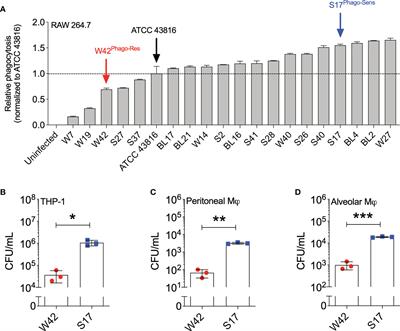 Phagocytosis is a primary determinant of pulmonary clearance of clinical Klebsiella pneumoniae isolates